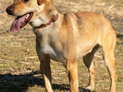 TOFIK - delikatny, wrażliwy psiak szuka mądrego domu