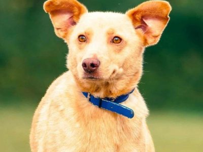 KARMEL - porzucony, kochany psiak szuka domu