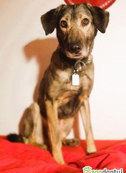 KORNEL - kochany, wrażliwy psiak szuka domu na zawsze