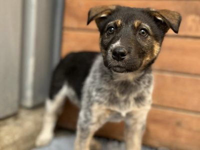 Pyza - słodka, 8 tygodniowa sunia szczeniak szuka domu