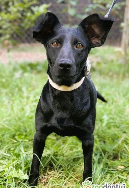 JOY - cudowna, wesoła sunia szuka domu