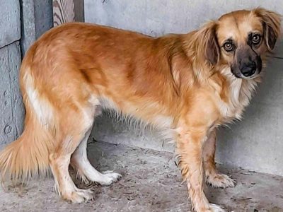 BUENO - młody, delikatny psiak pilnie szuka domu