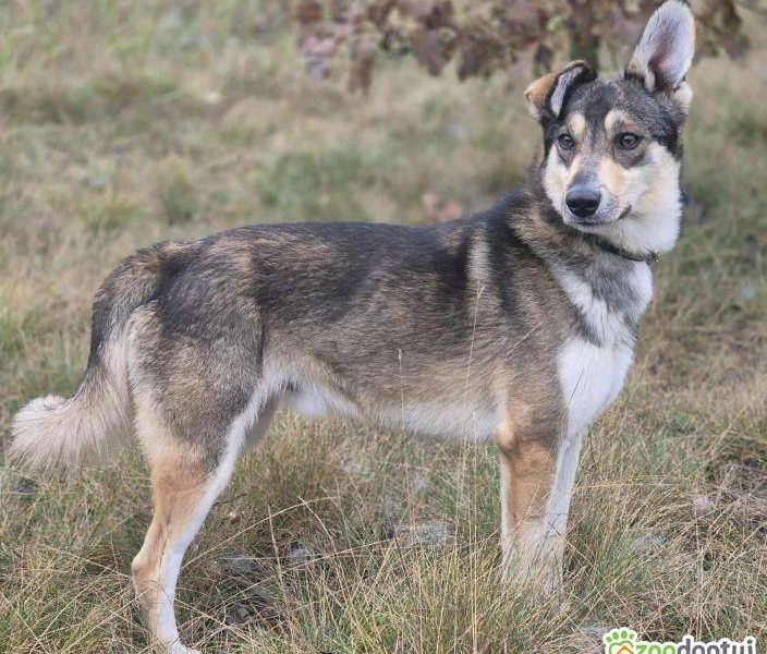 FRED - rok po adopcji Pan oddał mnie jak zbędną rzecz...