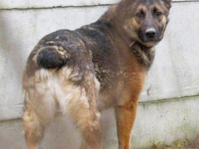 RYŚ - cudowny psiak w typie owczarka szuka domu