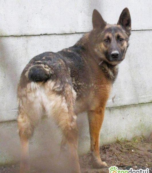 RYŚ - cudowny psiak w typie owczarka szuka domu