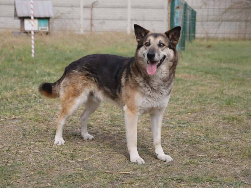 Łagodny psi senior Rex