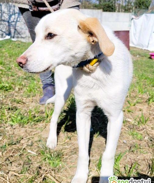 LEOŚ - delikatne, psie dziecko w schronisku, ADOPTUJ