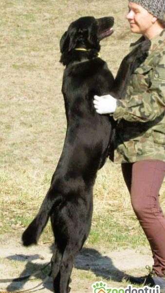 DEMON - młody psiak w typie labradora szuka domu