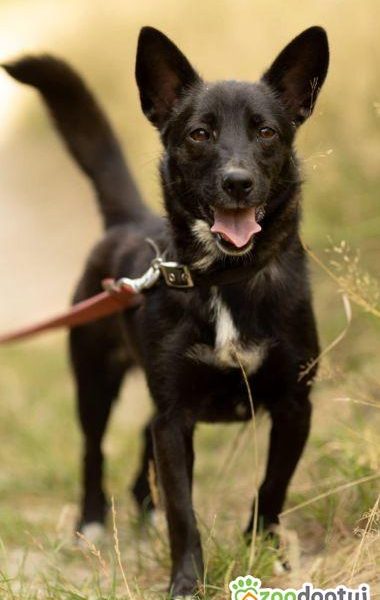 KIARA - nieduża, wrażliwa, kochana sunia, ADOPTUJ