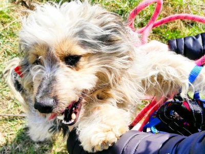 PAPAJ - piękny, mały kudłacz szuka domu