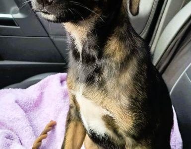 NELCIA - młodziutka, kochana sunia szuka super domu