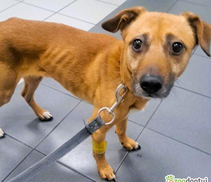 MISIO - delikatny i kochany psiak do adopcji