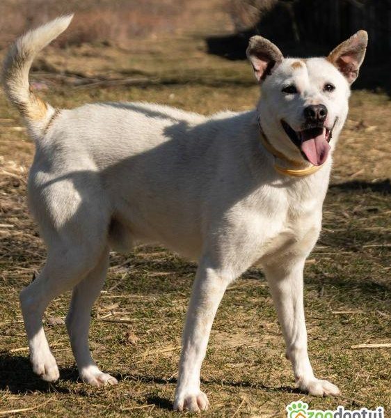 BIAŁASEK - kochany przytulaśny psiak szuka domu