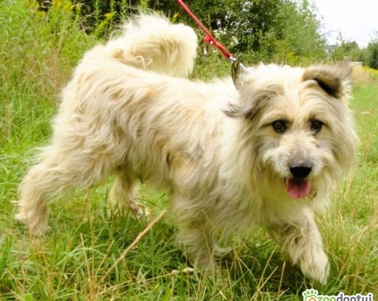 FIL-niewidomy, kochany psiak, nie pozwól mu wrócić za kraty!