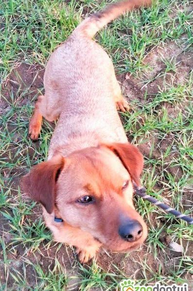 NIUNIUŚ - cudowny, łagodny psiak szuka PILNIE domu