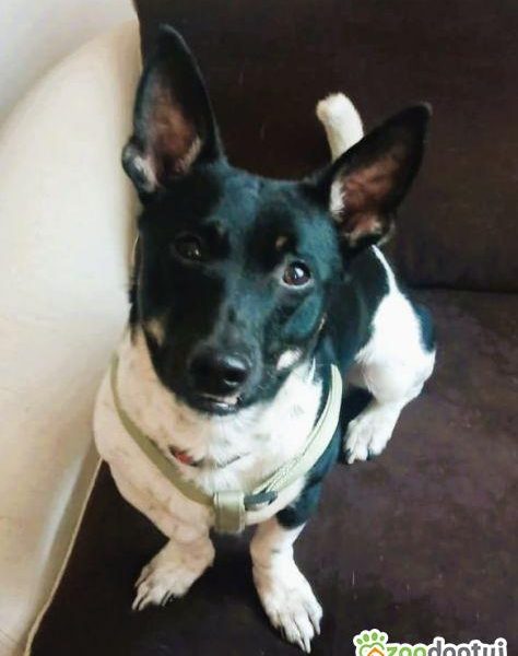 LAKUŚ - z kanapy ma trafić do schroniska? URATUJ GO!