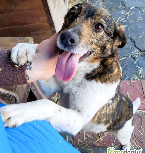 LOLA - cudowna, wesoła sunia szuka domu