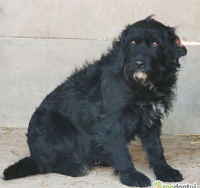 PUMBA - piękny psiak w typie sznaucera szuka domu