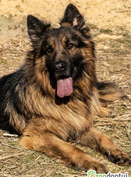 PREZES - piękny owczarek niemiecki długowłosy ADOPTUJ