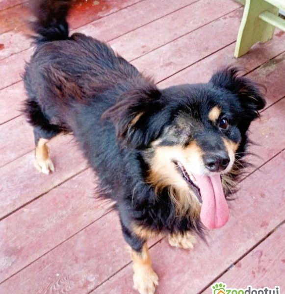 KRUCZEK - porzucony, niechciany psiak błaga o najlepszy dom