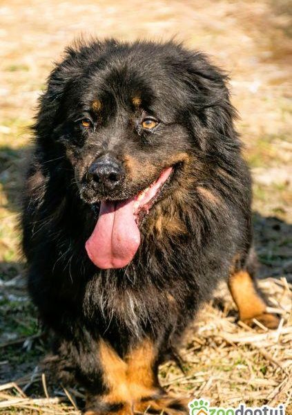 MORUSEK - cudowny psiak szuka najlepszego domu