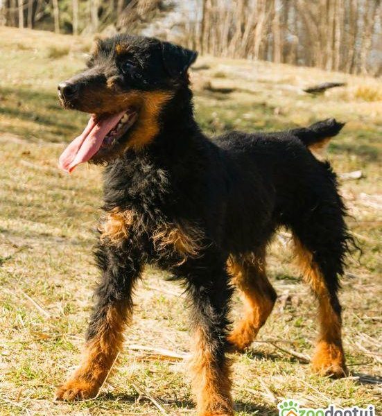 TERI - delikatny psiak w typie terriera za kratami, ADOPTUJ