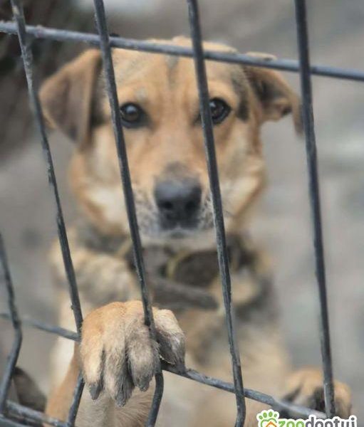 BETI - fantastyczna sunia szuka najlepszego domu