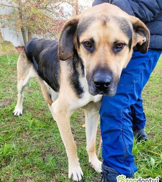 MARKO - duży, łagodny, cudny psiak szuka domu