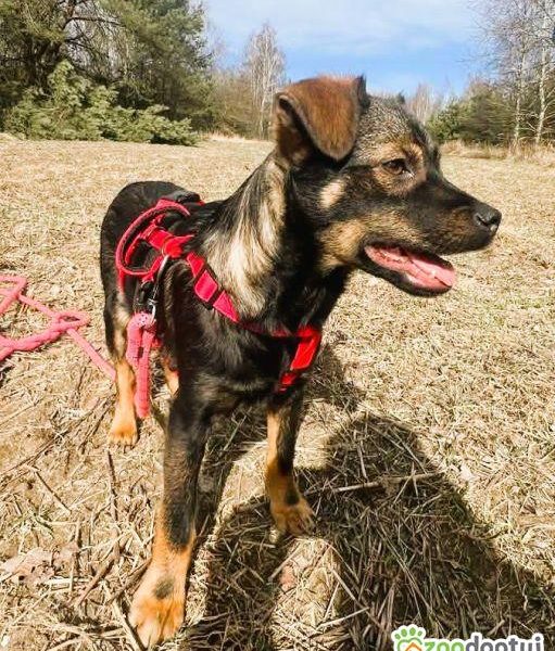 BOLUŚ - skrzywdzone psie dziecko szuka domu