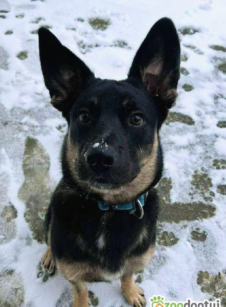 PIXEL _ super psiak szuka najlepszego domu