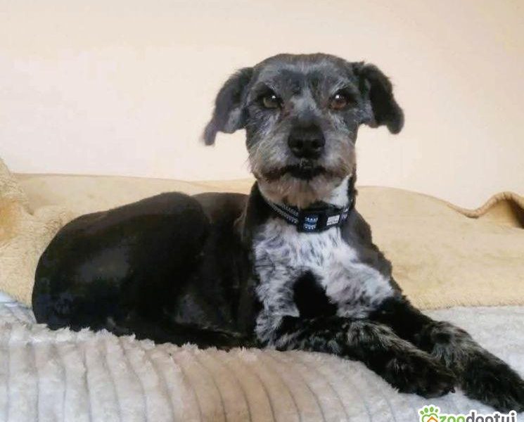 MISIA - cudowna sunia szuka super domu