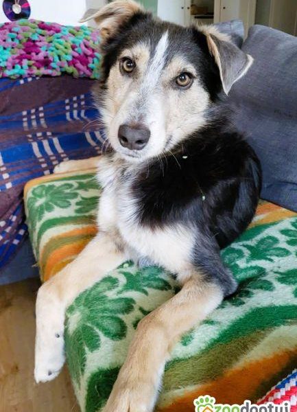 POKER - super psiak poleca się do adopcji