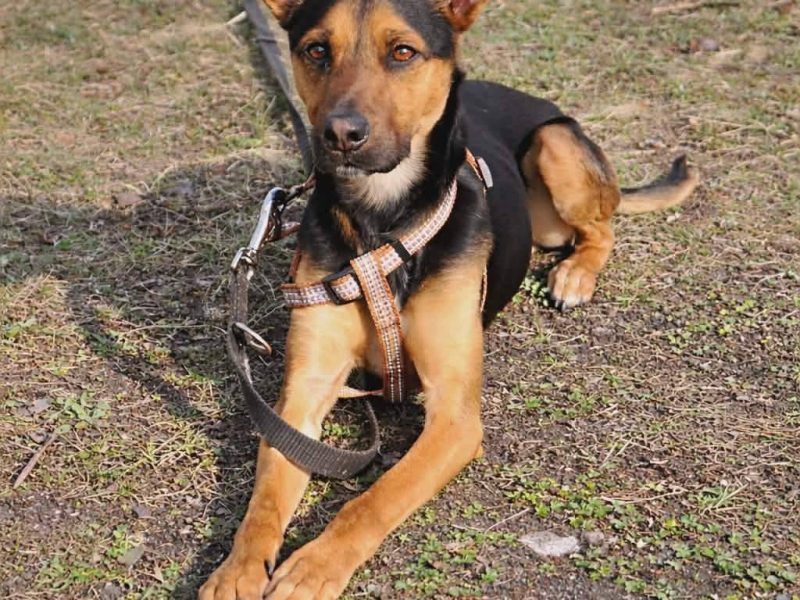 Łagodny drobniutki psiak Panduś