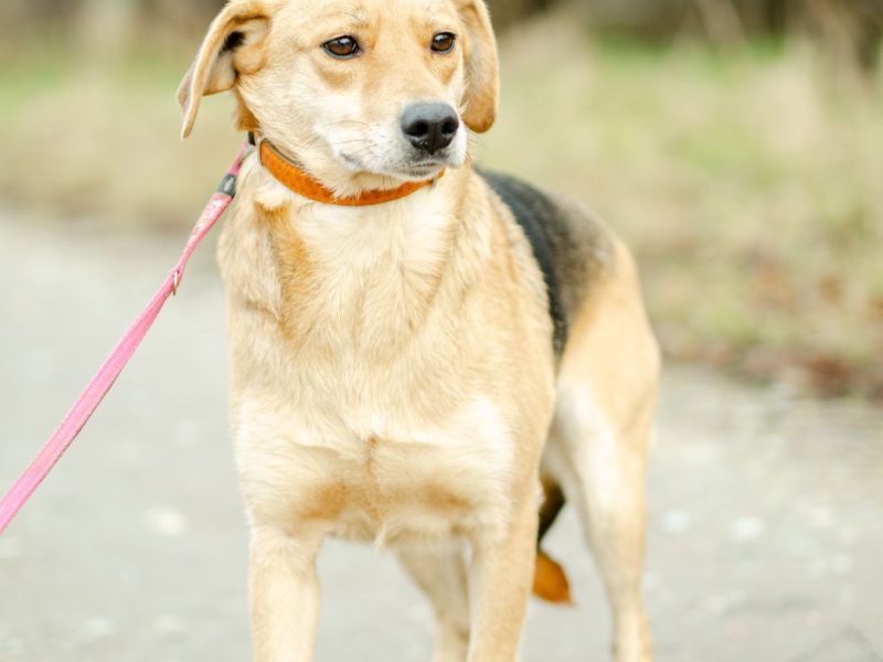 Od szczeniaka w schronisku, Kira błaga o dom!