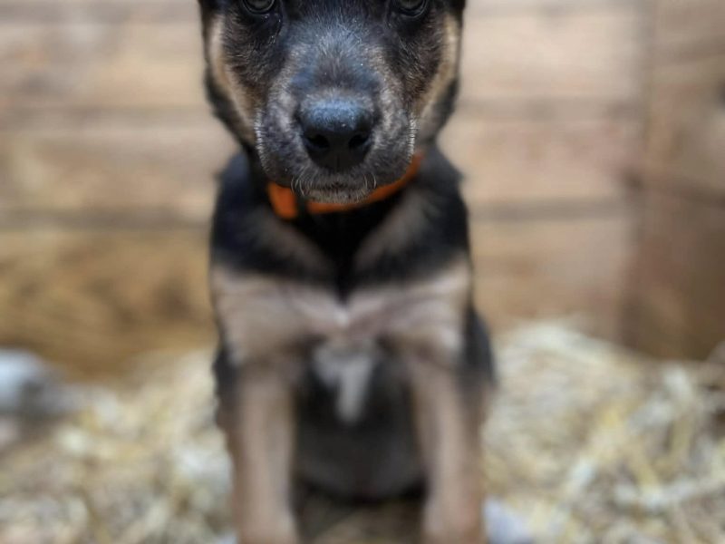 Kiwi - 9 tygodniowa, wesoła sunia SZCZENIAK do adopcji