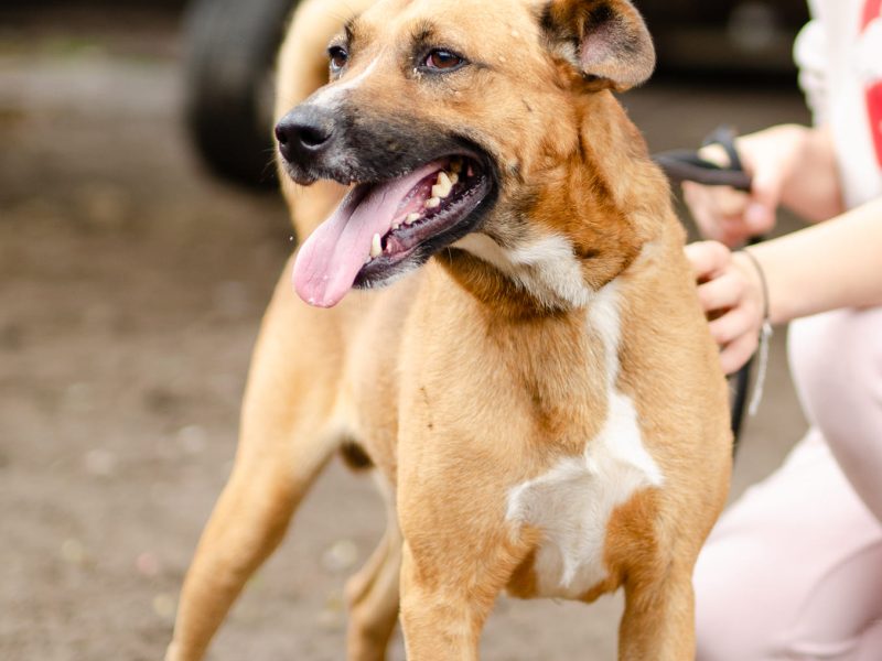 Doniu - wspaniały, wesoły pies do pokochania!