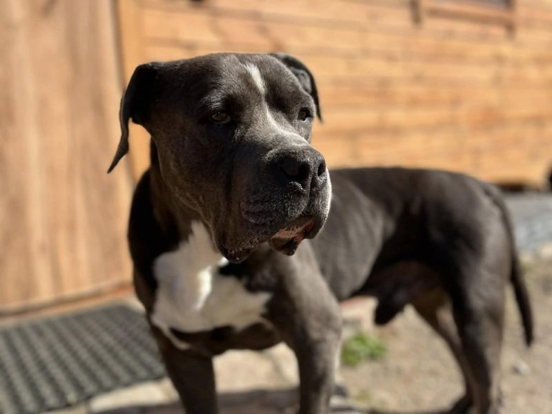 Boruta - wychowany, domowy, wesoły psi podróżnik!