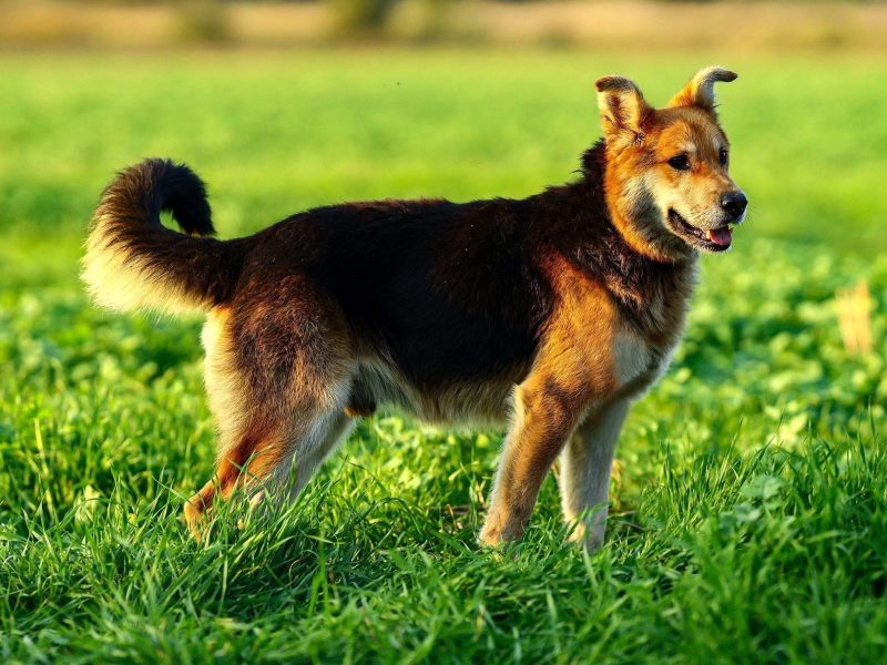 Fido - przyjazny, wesoły kandydat na psijaciela!