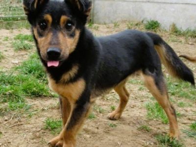 BAMBO - uratowany z gospodarstwa szuka dobrego domu