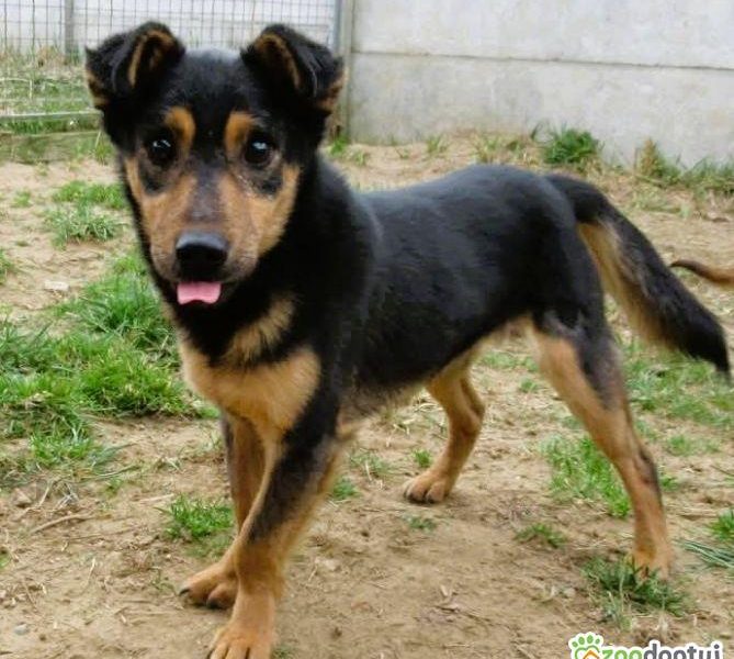 BAMBO - uratowany z gospodarstwa szuka dobrego domu