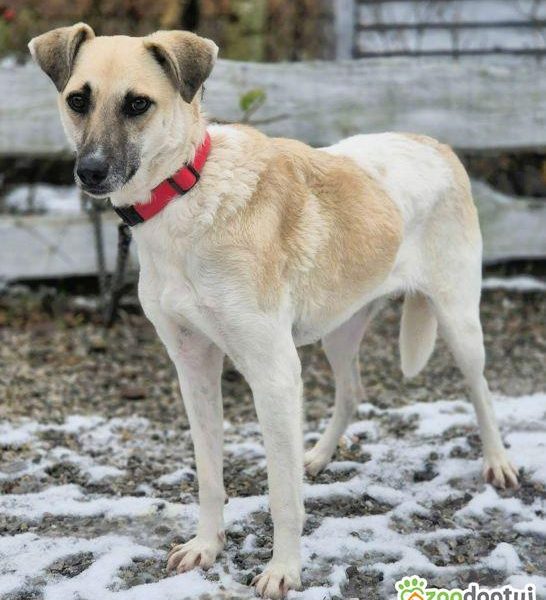 NOA - spragniona uwagi człowieka, kochana sunia szuka domu