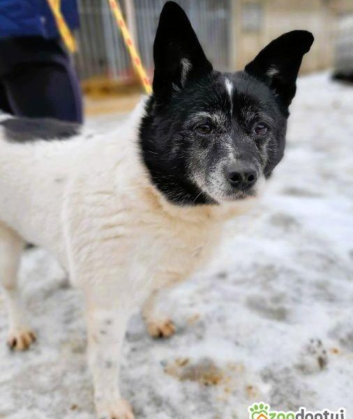 KROPECZKA - starsza, wrażliwa sunia szuka najlepszego domu