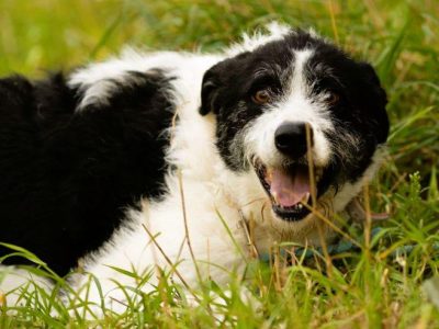 DONALD - piękny psiak w typie wyżła/wilczarza szuka domu