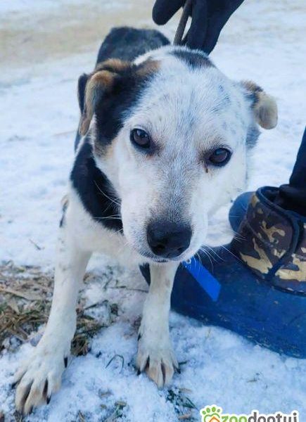BALU - kochany psiak traci nadzieję w schronisku