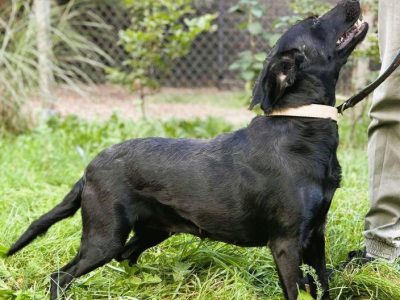 JOY - cudowna, wesoła sunia szuka domu