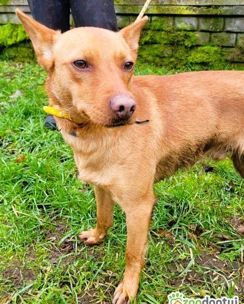 FREDZIK - piękny psiak a typie psa faraona ADOPTUJ