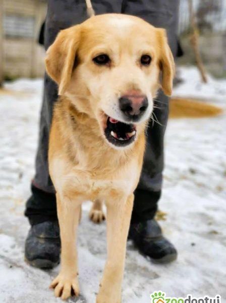 BENIO - cudowny psiak, którego nikt nie chce... ADOPTUJ