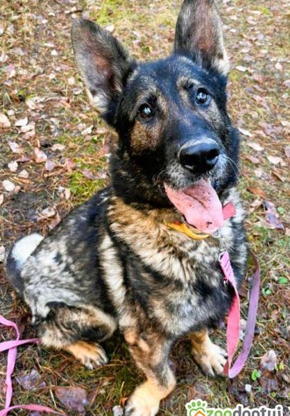 WOJTUŚ - cudowny owczarek szuka najlepszego domu