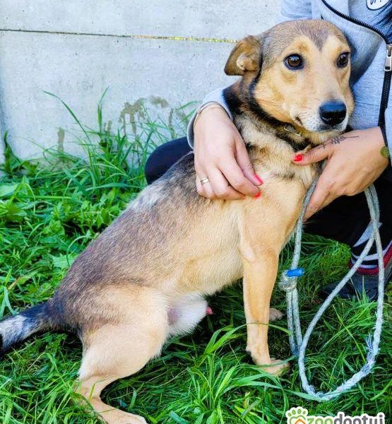 KUMPEL - cudny psiak szuka najlepszego domu