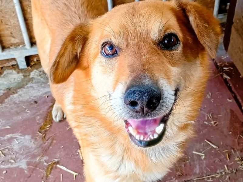 SZYMUŚ - cudowny, łagodny psiak szuka najlepszego domu